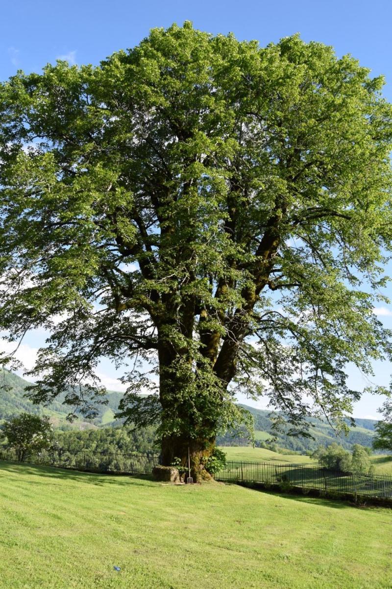 Gite 4 Personnes Dans Le Cantal Animaux Bienvenus Lascelle Exteriör bild